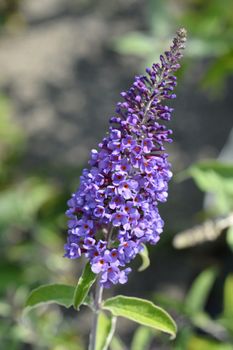 Summer lilac- Latin name - Buddleja davidii