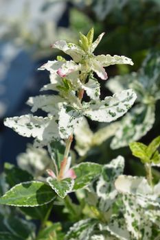 Wintercreeper Harlequin - Latin name - Euonymus fortunei Harlequin