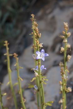 Chimney bellflower - Latin name - Campanula pyramidalis