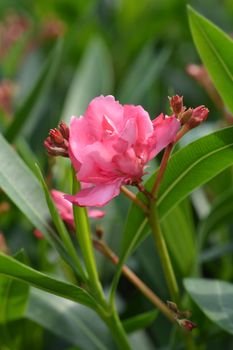 Common oleander pink flower - Latin name - Nerium oleander