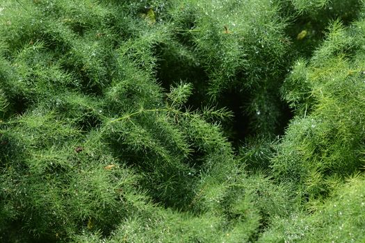 Narrow-leaved asparagus - Latin name - Asparagus tenuifolius