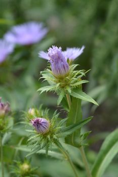 Stokes aster flower buds - Latin name - Stokesia laevis