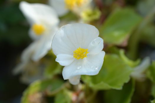 White Wax begonia - Latin name - Begonia semperflorens