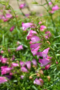 Red Rocks Beard Tongue - Latin name - Penstemon x mexicali Red Rocks