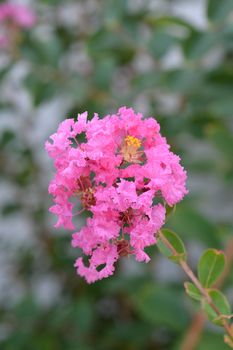 Pink Crepe myrtle - Latin name - Lagerstroemia indica