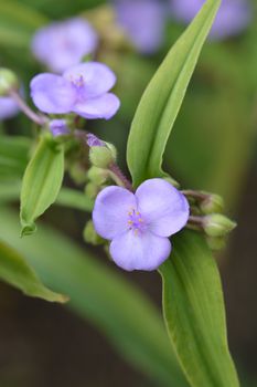 Spiderwort flower close up - Latin name - Tradescantia virginiana