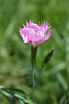 Clove pink Sweetness - Latin name - Dianthus plumaris Sweetness