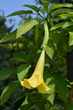 Angels trumpet - Latin name - Brugmansia suaveolens