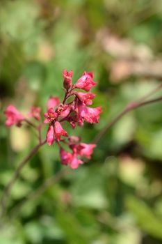 Ruby Bells - Latin name - Heuchera sanguinea Ruby Bells