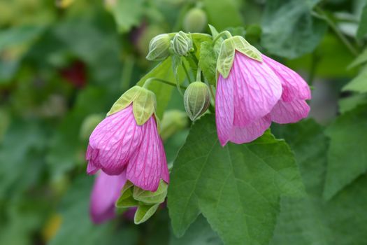 Chinese lantern pink flowers - Latin name - Abutilon hybrids