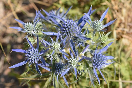 Amethyst eryngo - Latin name - Eryngium amethystinum