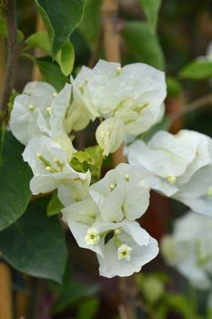 Great bougainvillea flowers - Latin name - Bougainvillea spectabilis