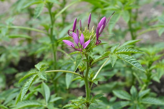 Spider flower Rose Queen - Latin name - Cleome hassleriana Rose Queen