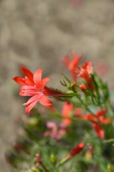 Standing cypress - Latin name - Ipomopsis rubra