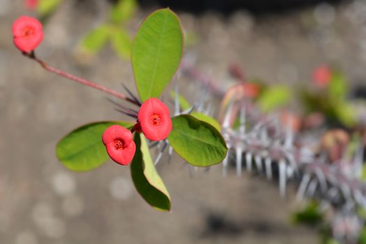 Christs thorn - Latin name - Euphorbia milii var. milii