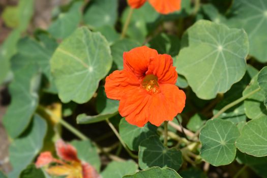 Garden nasturtium - Latin name - Tropaeolum majus