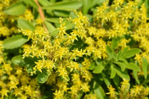 Yellow Stonecrop - Latin name - Sedum takesimense (Phedimus takesimensis)