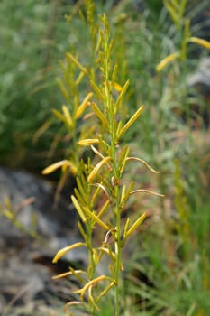 Jacobs Rod - Latin name - Asphodeline liburnica