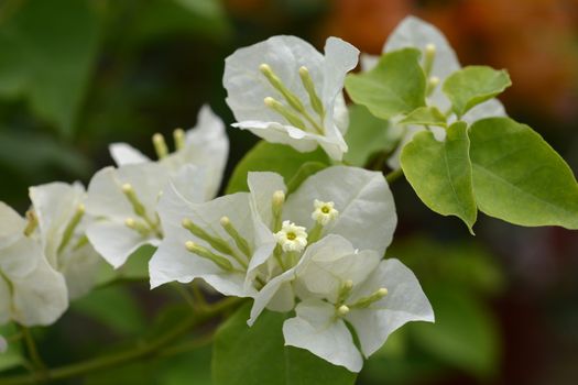 Great bougainvillea flowers - Latin name - Bougainvillea spectabilis