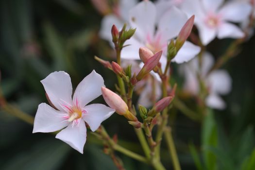 Common oleander pale pink flower - Latin name - Nerium oleander