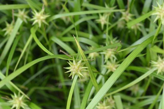 Grays sedge - Latin name - Carex grayi