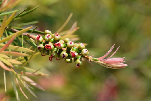 Dwarf bottlebrush flower buds - Latin name - Callistemon subulatus (Melaleuca subulata)