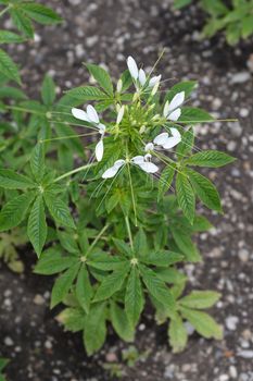 Spider flower Helen Campbell - Latin name - Cleome hassleriana Helen Campbell