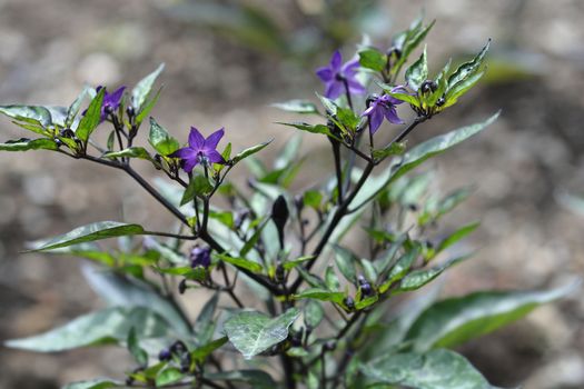 Pepper Peruvian Purple - Latin name - Capsicum annuum Peruvian Purple