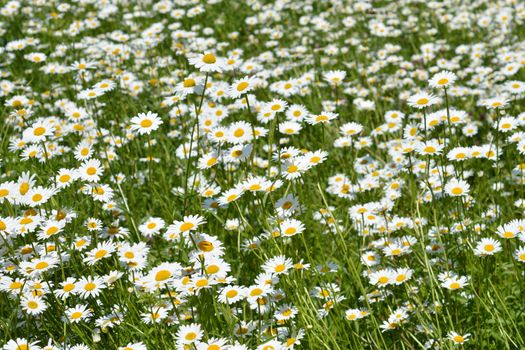 Field full of white daisy flowers - Latin name - Leucanthemum vulgare