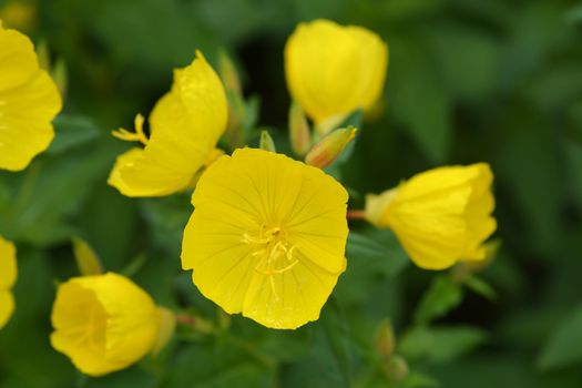 Narrowleaf evening primrose - Latin name - Oenothera fruticosa