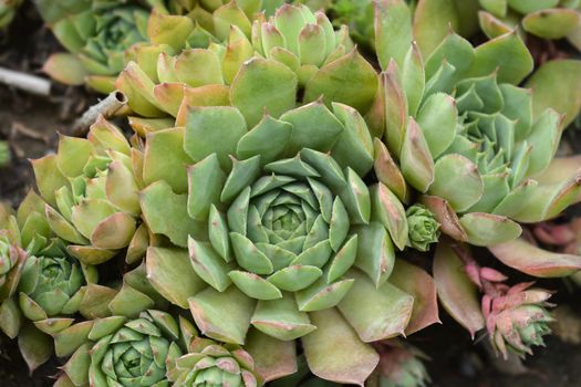 Common houseleek - Latin name - Sempervivum tectorum