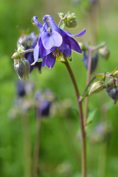 Common columbine - Latin name - Aquilegia vulgaris