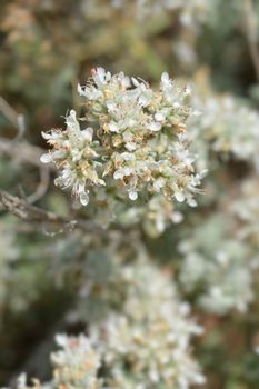 Poley germander - Latin name - Teucrium polium