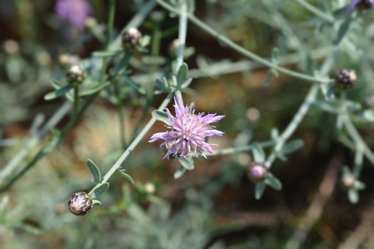 Croatian endemic cornflower - Latin name - Centaurea friderici subsp. jabukensis