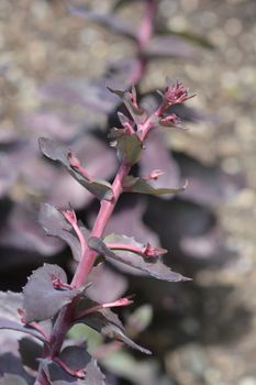 Orpine Purple Emperor - Latin name - Hylotelephium telephium Purple Emperor (Sedum telephium Purple Emperor)