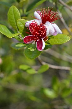 Feijoa flowers - Latin name - Acca sellowiana