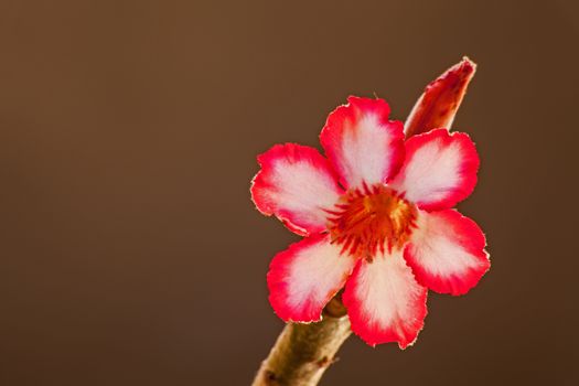 The Impala Lily (Adenium multiflorum) is a deciduous succulent shrub or small tree,  the shape resembling a miniature baobab. The flowers are borne in terminal inflorescences, each flower 50-70 mm in diameter. They vary greatly in colour, usually with pointed white lobes, crinkly red margins and red stripes in the throat. (http://pza.sanbi.org/adenium-multiflorum)