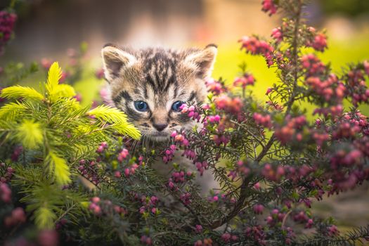 Cute little kitten hiding in the bushes in the garden.