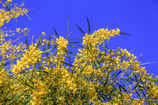 Mimosa flowers background. Blooming spring mimosa tree over blue sky and sun. Greeting card template. Shallow depth