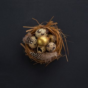 Happy Easter holiday greeting symbol natural wooden grass nest with quail eggs and feathers on black background