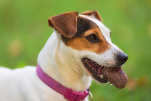 Jack Russell terrier dog in the park on grass meadow