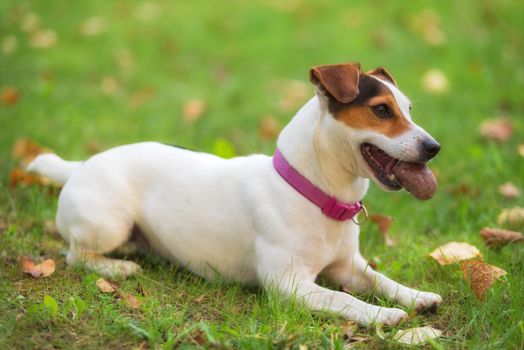 Jack Russell terrier dog in the park on grass meadow