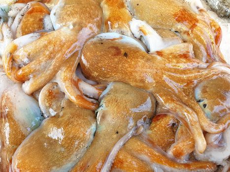 Fresh Octopus "Moscardino" on ice for sale, Fish local market stall with fresh seafood