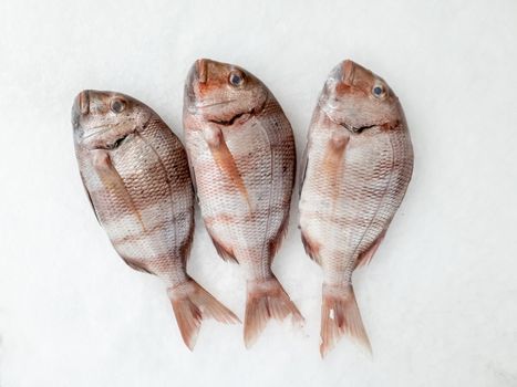 Three snapper sea fish resting on the ice, view from top