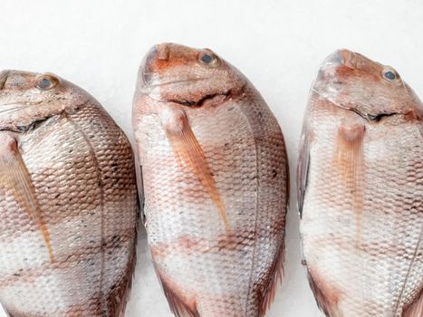 Three snapper sea fish resting on the ice, view from top,close up.