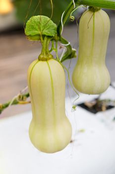 Butternut squash  hanging on the tree  and growing in the green garden