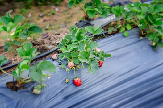 fresh Strawberry plants already ripe to harvest