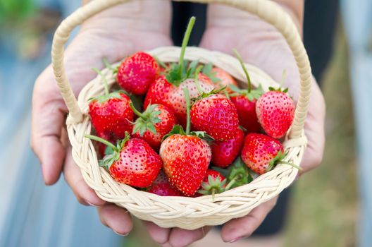 Woman's hands holding a basket of ripe strawberries in the field