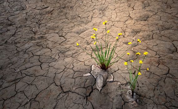 yellow flower on dried cracked soil , plant growing in desert drought concept