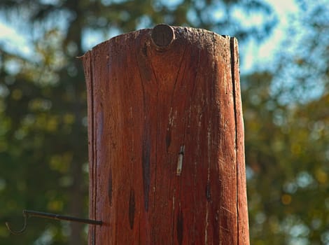 cutoff tree trunk without bark, close up